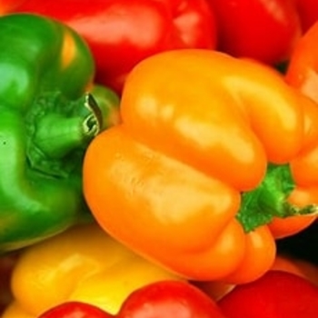 Capsicum annuum 'California Wonder' 