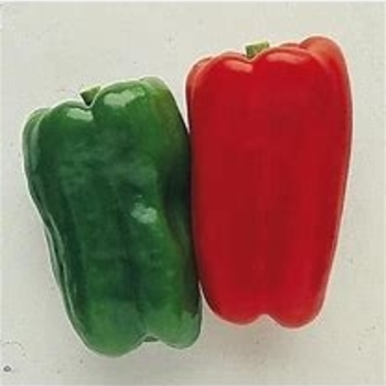 Capsicum annuum 'Big Bertha' 