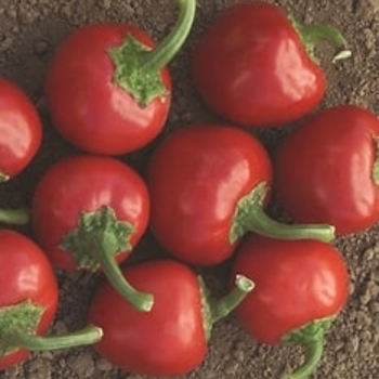 Capsicum annuum 'Time Bomb' 
