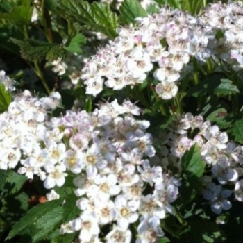 Physocarpus opulifolius 'Nanus' 