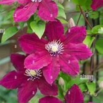 Clematis 'Rosemoor' 