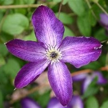 Clematis 'Venosa Violacea' 