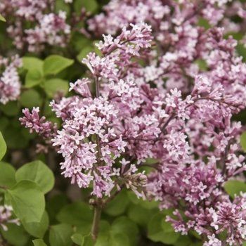 Syringa oblata var. dilatata 'Cheyenne' 