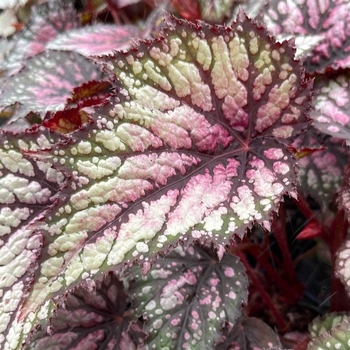 Begonia boliviensis 'Portofino Hot Orange' 