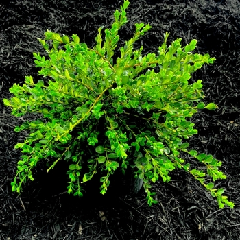 Buxus sempervirens