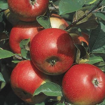 Malus domestica 'Freedom' 