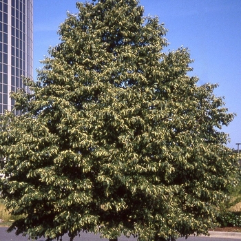 Tilia cordata 'Greenspire' 