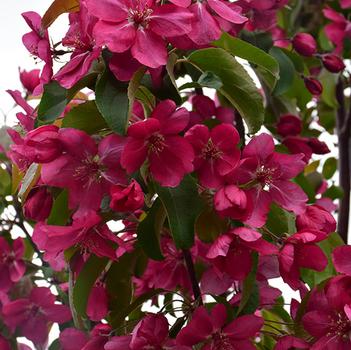 Malus 'Red Barron' 