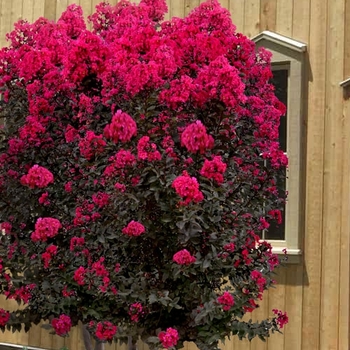 Lagerstroemia indica 'Mystic Magenta™' 