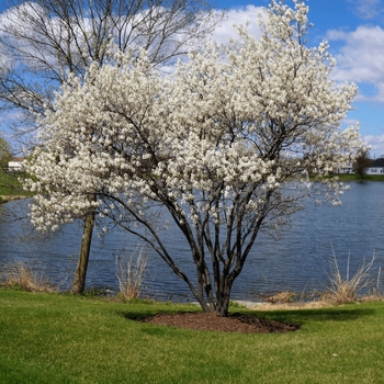Amelanchier canadensis 'Rainbow Pillar®' Glennform