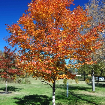 Acer rubrum 'Northwood™' 