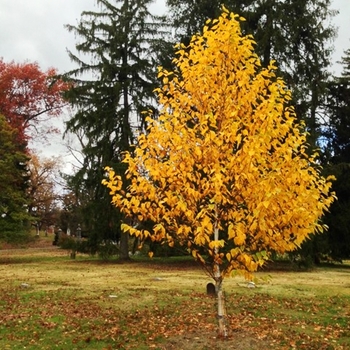 Betula papyrifera 'Renaissance Oasis®' Oenci PP12766