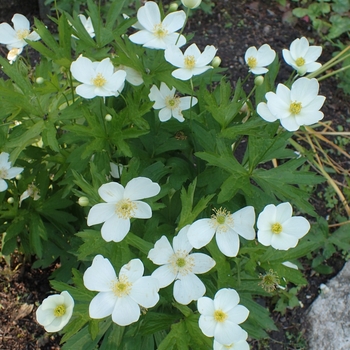 Anemone virginiana