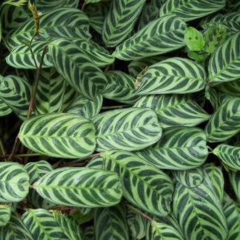 Calathea burle-marxii
