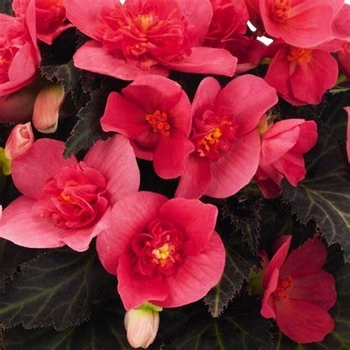 Begonia boliviensis 'Portofino Citrix' 