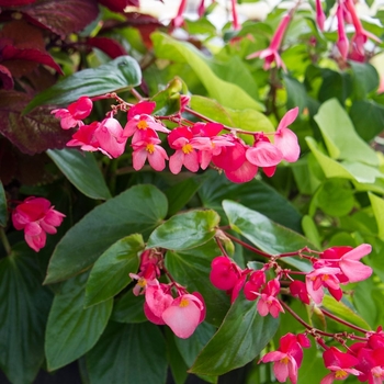 Begonia 'Series' 