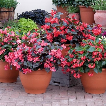 Begonia x benariensis