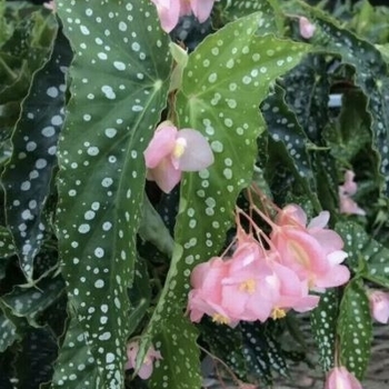 Begonia coccinea