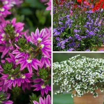 Scaevola aemula