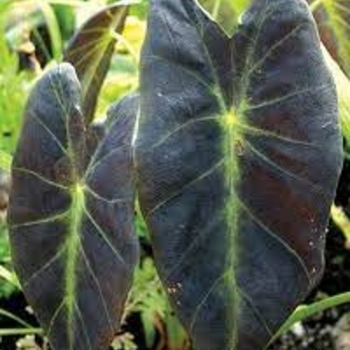 Colocasia esculenta 'Black Beauty' 