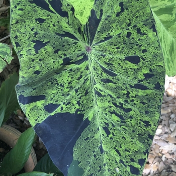 Colocasia esculenta 'Mojito' 