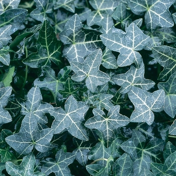 Hedera helix 'Walthamensis' 