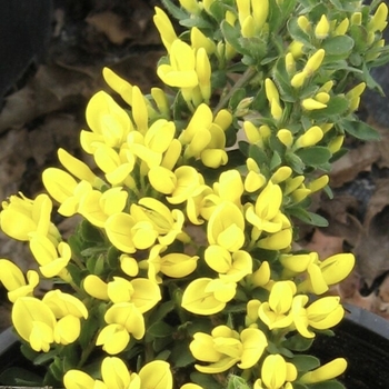 Cytisus purgans 'Spanish Gold®' 