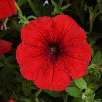 Petunia 'Chili Red' 