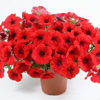 Petunia Cascadias™ 'Chili Red' (298356)