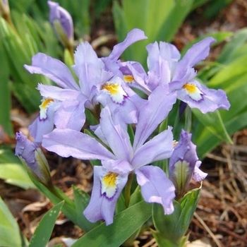 Iris cristata