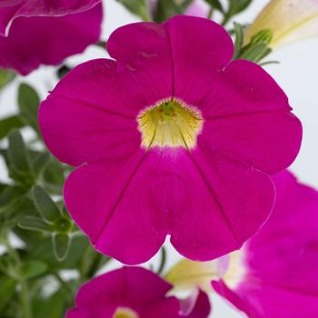 Petunia Cascadias™ '' (298362)