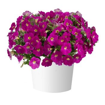 Petunia Cascadias™ '' (298363)