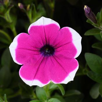 Petunia Cascadias™ 'Rim Cherry' (298367)