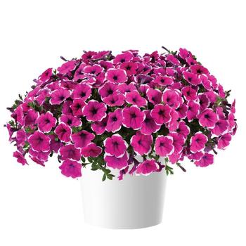 Petunia Cascadias™ 'Rim Cherry' (298368)