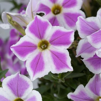 Petunia Cascadias™ 'Lilac Frost' (298371)