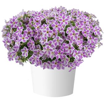 Petunia Cascadias™ 'Lilac Frost' (298372)