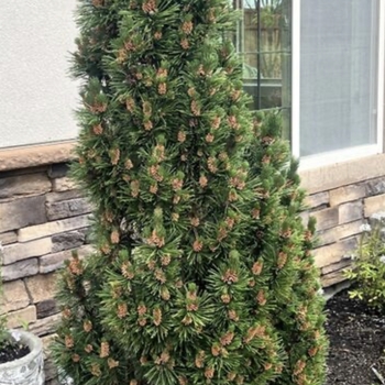 Pinus mugo 'Slowmound' 