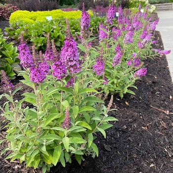 Buddleia 'PODvb3-30' 