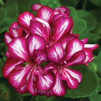 Pelargonium peltatum