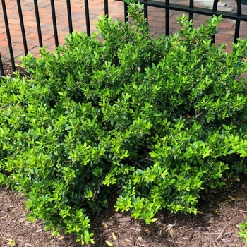 Ilex crenata 'Golden Hoogendorn™' 