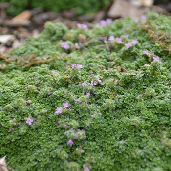 Thymus praecox 'Minus' 