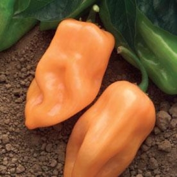 Capsicum annuum 'Burning Bush' 