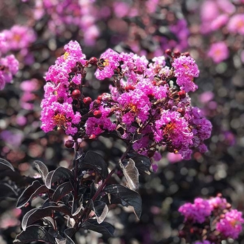 Lagerstroemia indica 'Purely Purple™' 