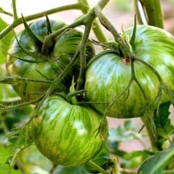 Lycopersicon esculentum 'Green Zebra' 
