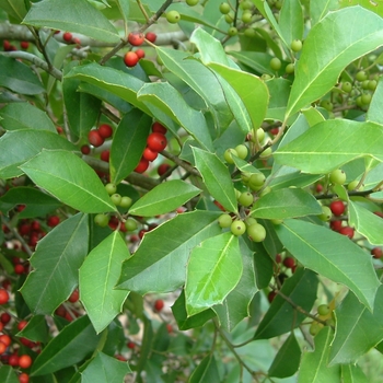 Ilex x attenuata 'Savannah' 