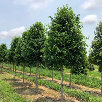 Ilex x attenuata 'Eagleston' 
