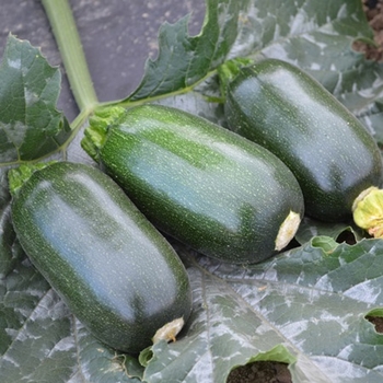 Cucurbita pepo 'Ball's Zucchini II' 