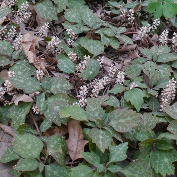 Pachysandra procumbens