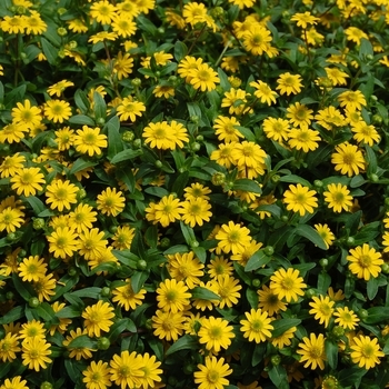 Sanvitalia 'Mezcal' 