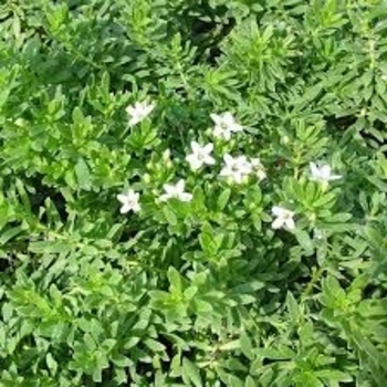 Myoporum parvifolium